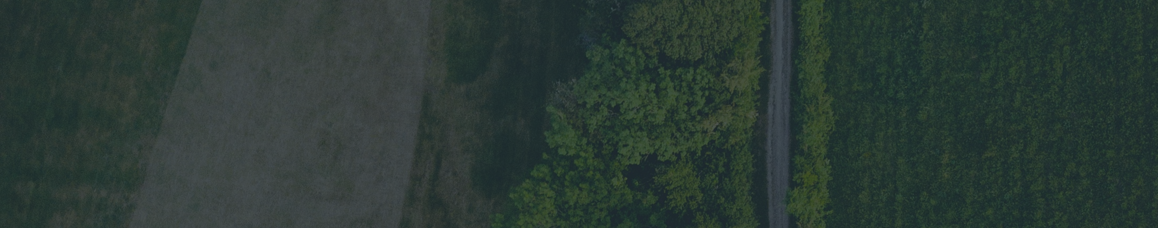 Forest image